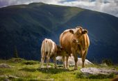 Austrillan Cow