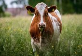 Austrillan Cow