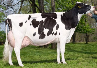 holstein-fresians