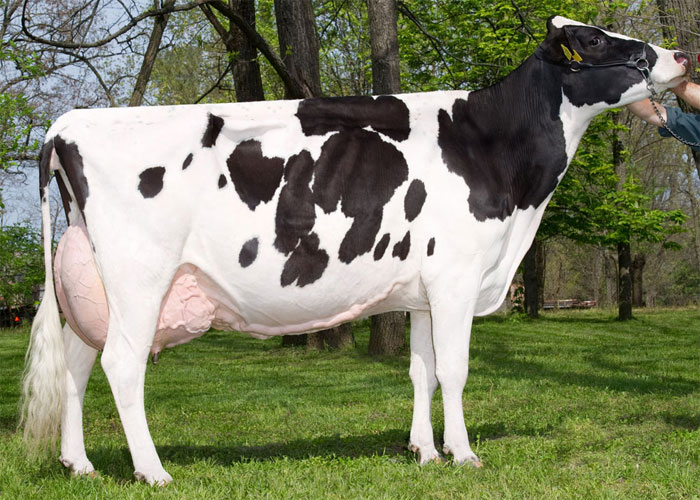 Austrillan Cow