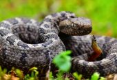 Various Ball Python Morphs