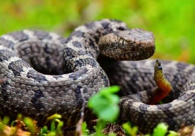 python-6554325_640