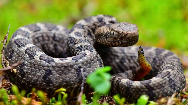Various Ball Python Morphs