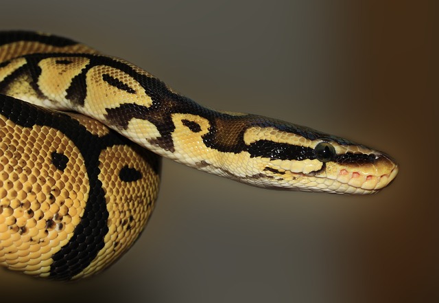 Various Ball Python Morphs
