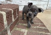 Frenchies