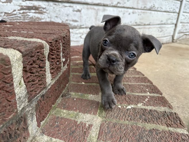 Frenchies