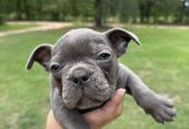 Frenchies