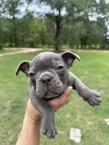 Frenchies