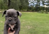 Frenchies