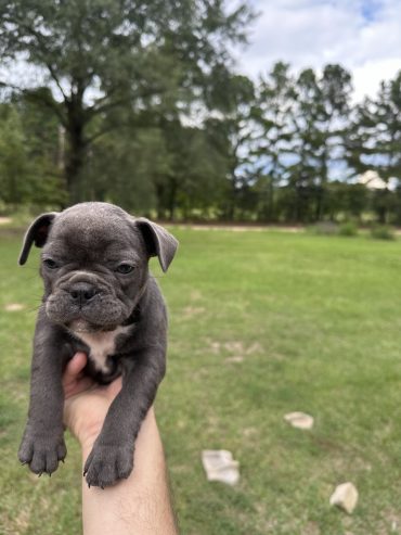 Frenchies