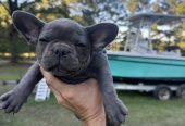 Frenchies