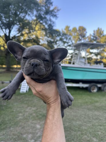 Frenchies