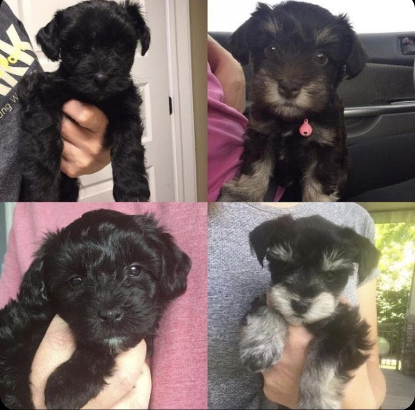 Schnauzer Puppies